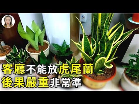 金邊虎尾蘭風水|【金邊虎尾蘭風水】金邊虎尾蘭風水：招財化煞、旺宅。